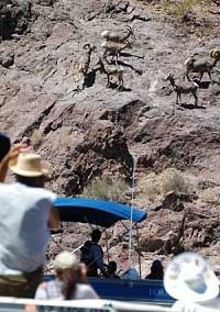 bighorns